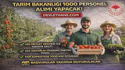 Tarım Bakanlığı 1000 Personel Alımı Yapacak! Çaycuma Sera OTB’de Üretim Başladı