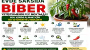 Evde Saksıda Biber Yetiştirmenin Püf Noktaları! Bol Verim Almak İçin Bu 10 Öneriyi Uygulayın
