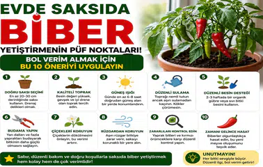 Evde Saksıda Biber Yetiştirmenin Püf Noktaları! Bol Verim Almak İçin Bu 10 Öneriyi Uygulayın