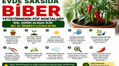 Evde Saksıda Biber Yetiştirmenin Püf Noktaları! Bol Verim Almak İçin Bu 10 Öneriyi Uygulayın