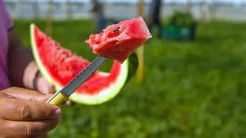 İyi Karpuz Nasıl Seçilir? Kelek Çıkmaması İçin Alışverişte Dikkat Etmeniz Gereken 7 Önemli İpucu