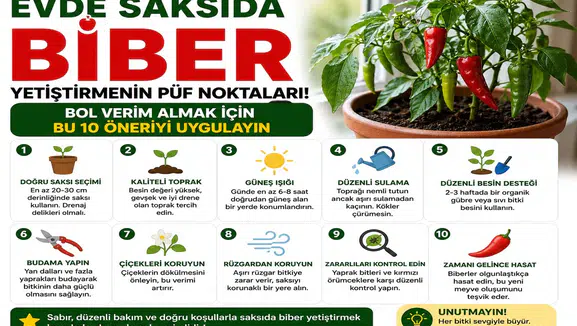 Evde Saksıda Biber Yetiştirmenin Püf Noktaları! Bol Verim Almak İçin Bu 10 Öneriyi Uygulayın
