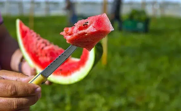 İyi Karpuz Nasıl Seçilir? Kelek Çıkmaması İçin Alışverişte Dikkat Etmeniz Gereken 7 Önemli İpucu
