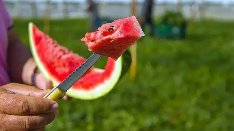 İyi Karpuz Nasıl Seçilir? Kelek Çıkmaması İçin Alışverişte Dikkat Etmeniz Gereken 7 Önemli İpucu