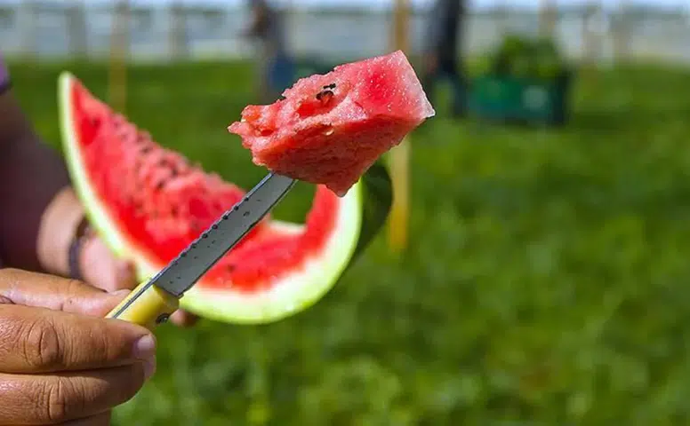 İyi Karpuz Nasıl Seçilir? Kelek Çıkmaması İçin Alışverişte Dikkat Etmeniz Gereken 7 Önemli İpucu